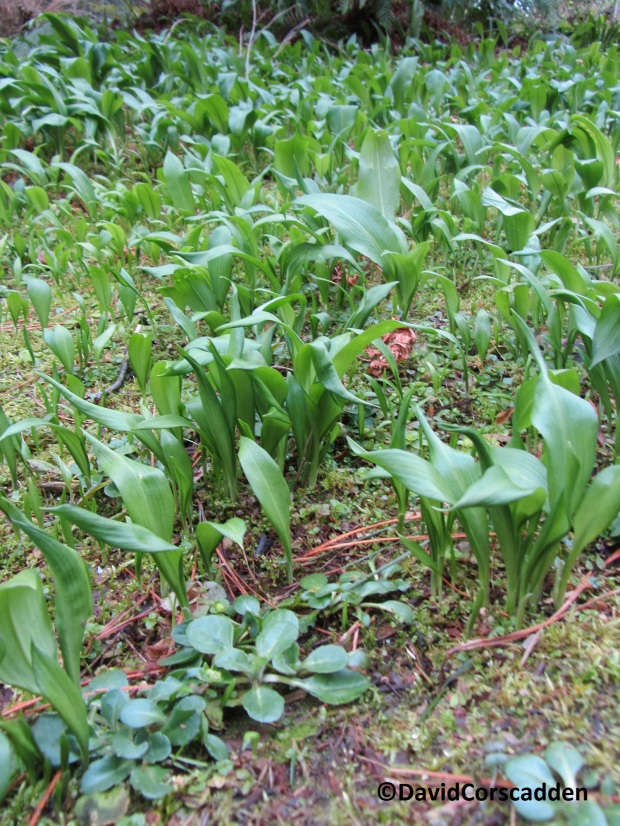 Wild Garlic Leaves Emerge in Powerscourt