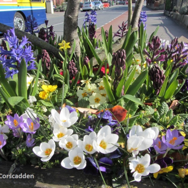 Spring colour in a street planter