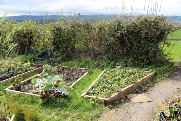 The asparagus, artichoke and strawberry beds